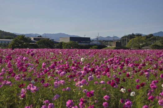 亀山のコスモス畑